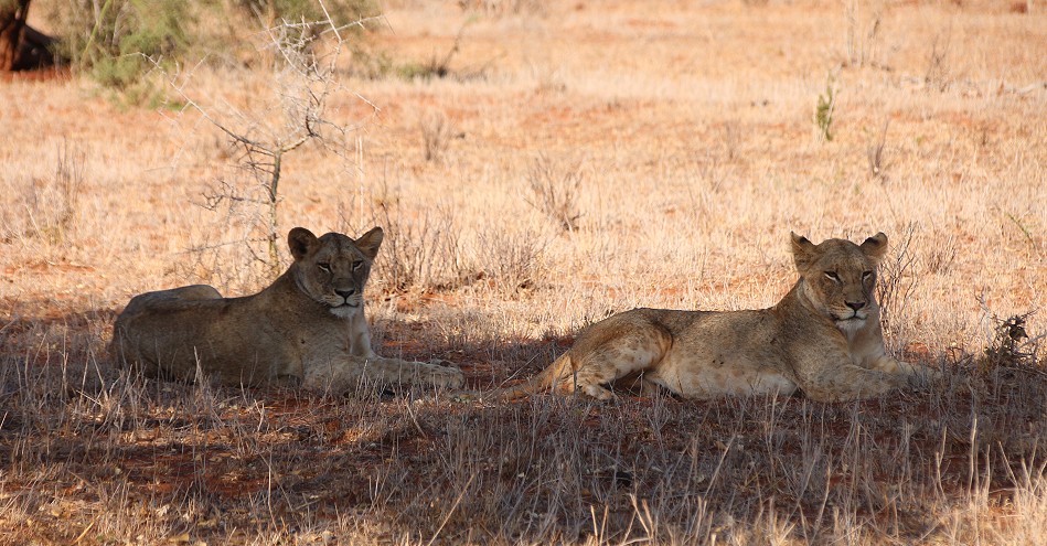 junge Löwen im Lumo Conservancy